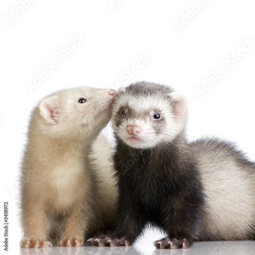 two ferrets kits (10 weeks)