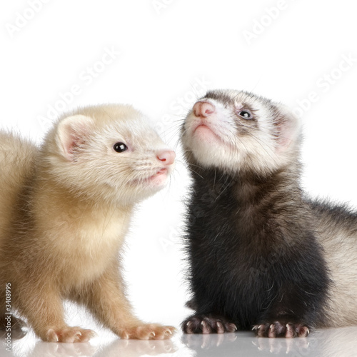 two ferrets kits (10 weeks)