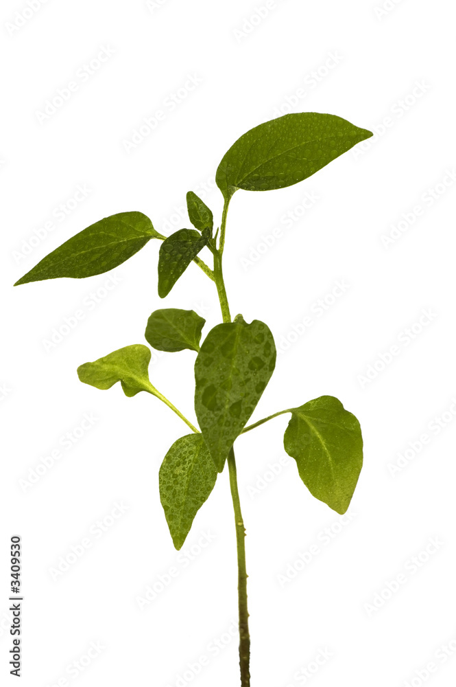 seedling pepper seedling pepper