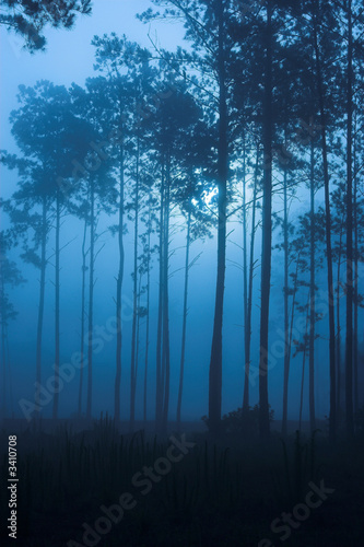 dark moody fog filled forest