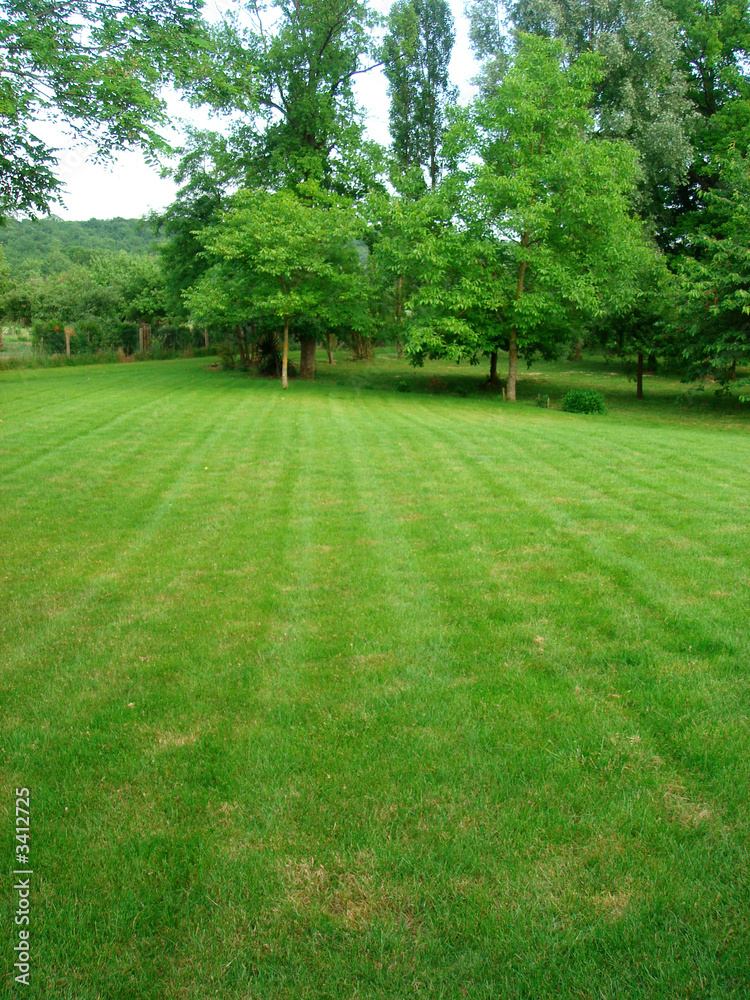 Obraz premium green grass in the garden