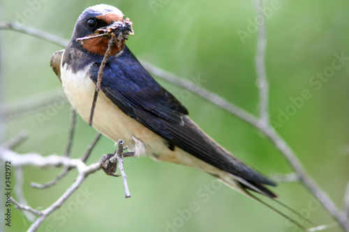 hirondelle