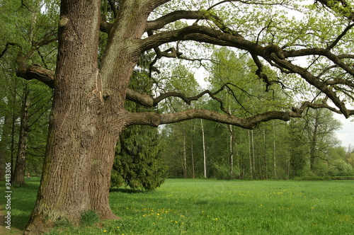oak. park in pavlovsk