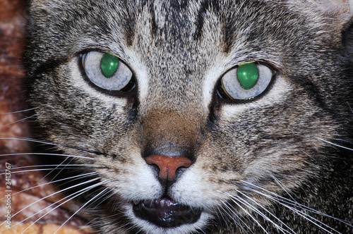 katze2