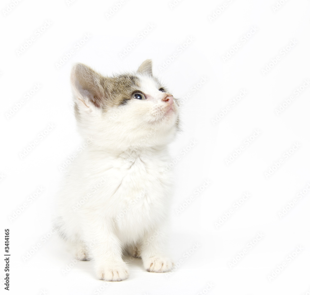 kitten looking up and to the right on white background