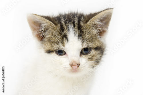 Fototapeta Naklejka Na Ścianę i Meble -  kitten looking straight ahead on white background