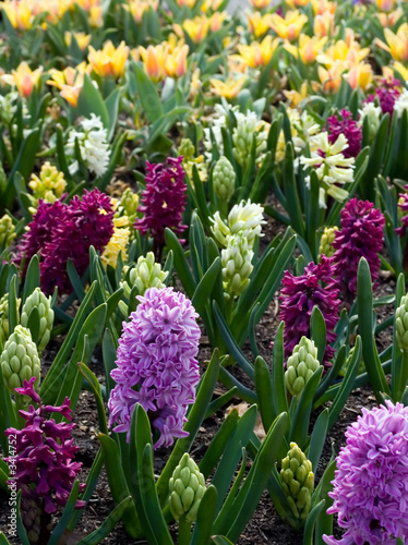 spring flowers