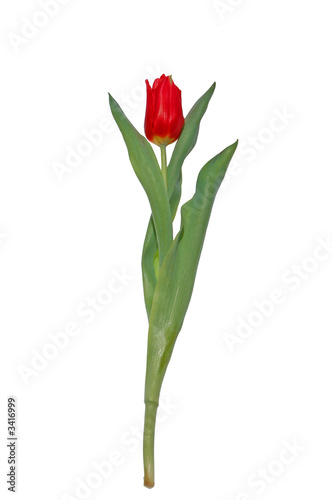 Fototapeta Naklejka Na Ścianę i Meble -  tulip isolated on white