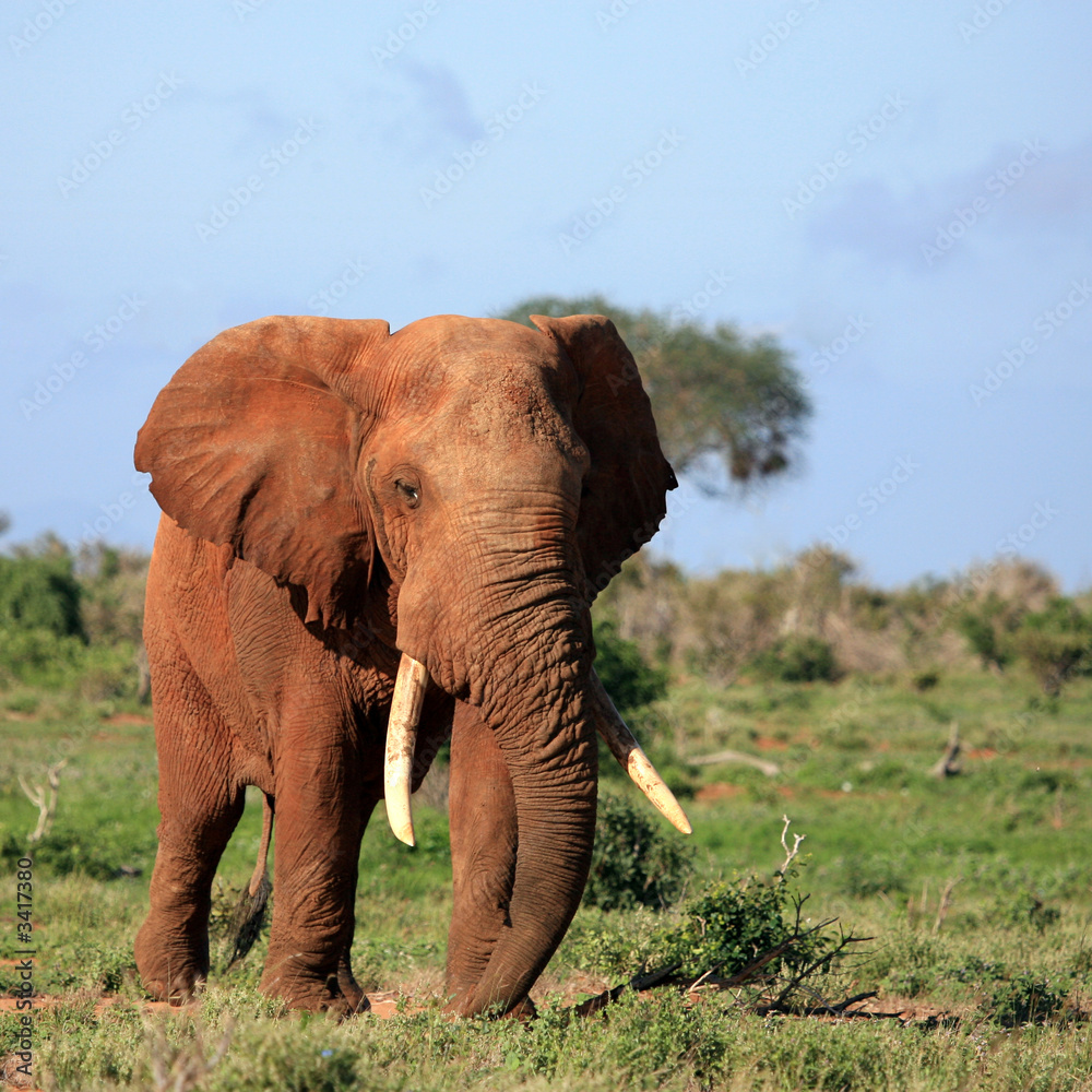 Fototapeta premium red elephant tsavo east kenya