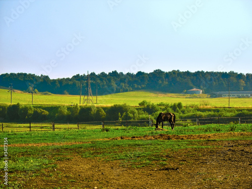 horse eats grass on a meadow © Viktar Naumik