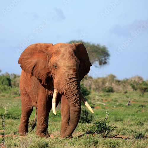 red elephant tsavo east kenya