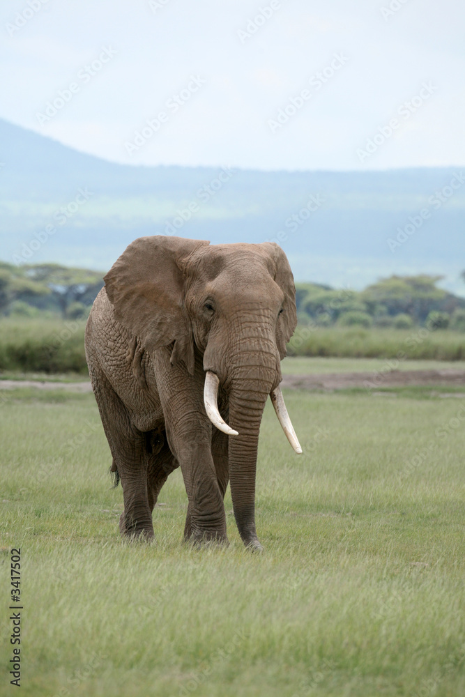 african elephant amboseli kenya