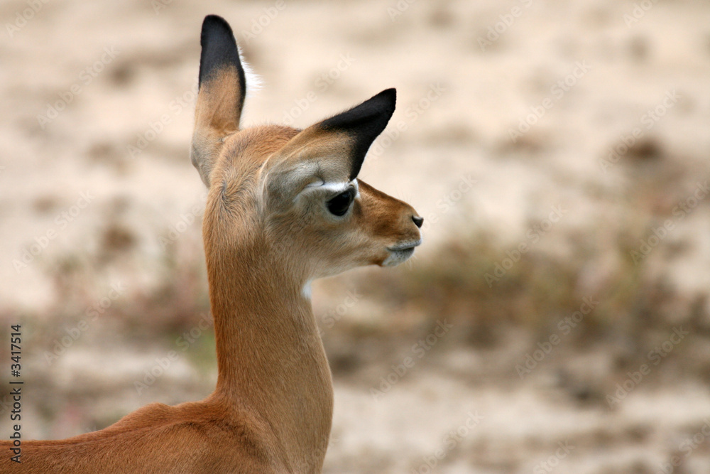 impala in tsavo east national park kenya impala in tsavo east national park kenya