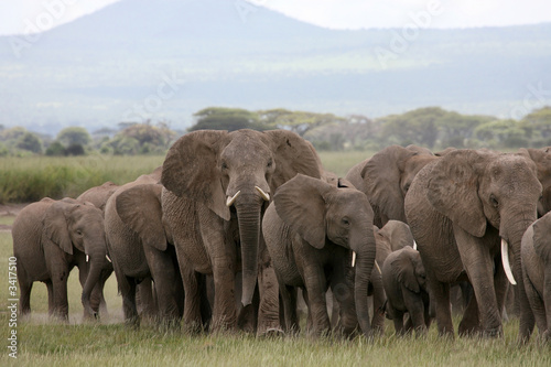 Canvas Print african elephant herd amboseli kenya