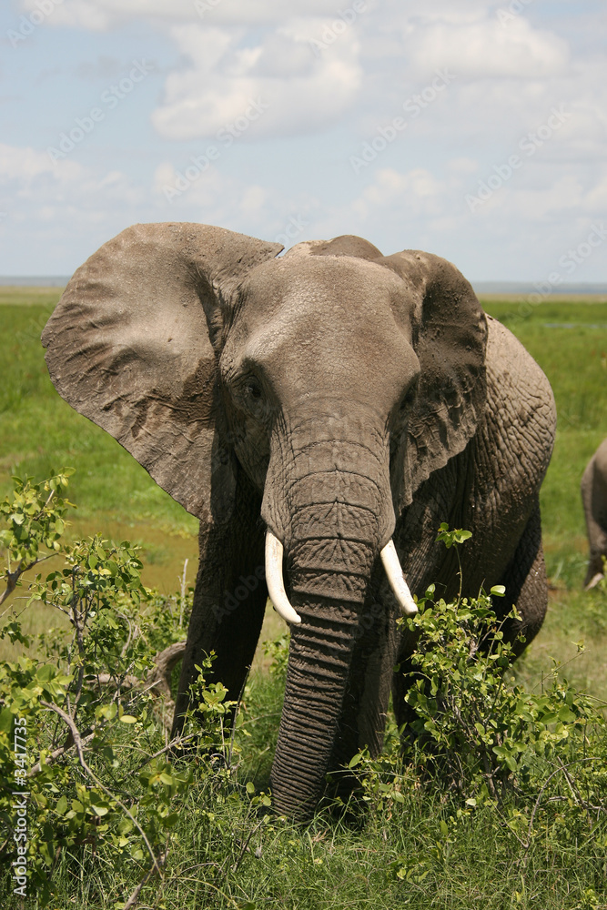 african elephant amboseli kenya