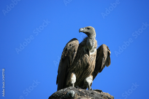 vulture