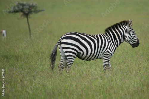zebra masai mara kenya