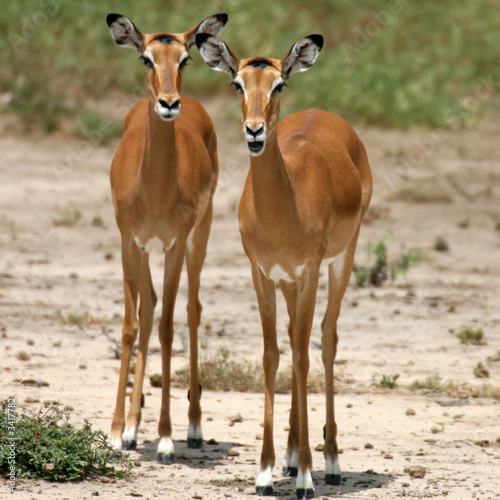 female impala tsavo national park kenya