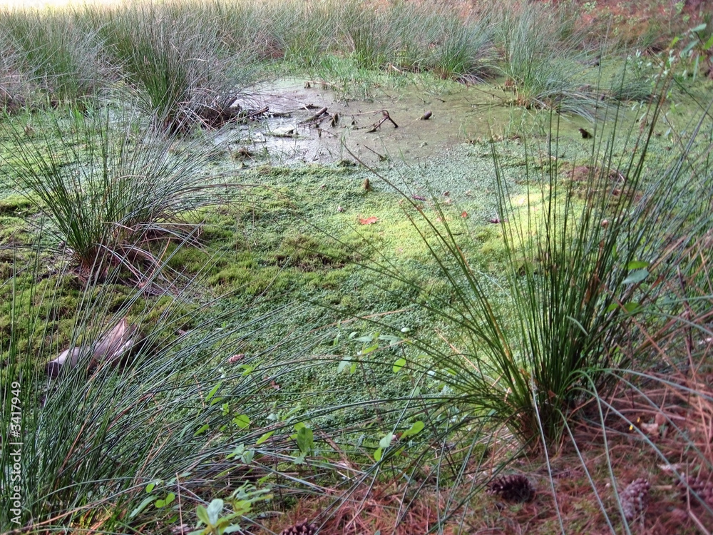 swamp swamp