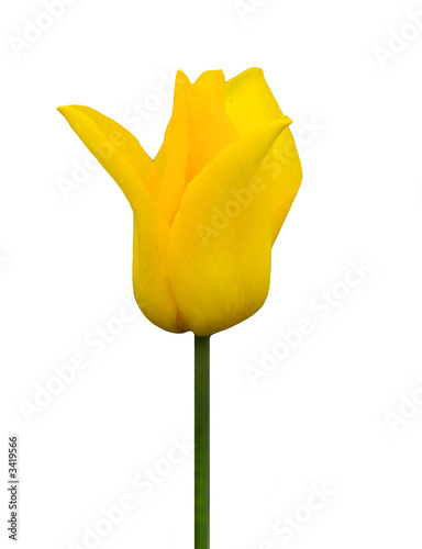 yellow tulip