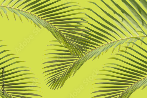 composition feuille palmier