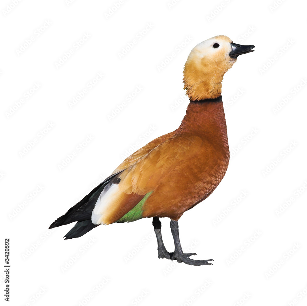 Fototapeta premium ruddy shelduck male isolated on white