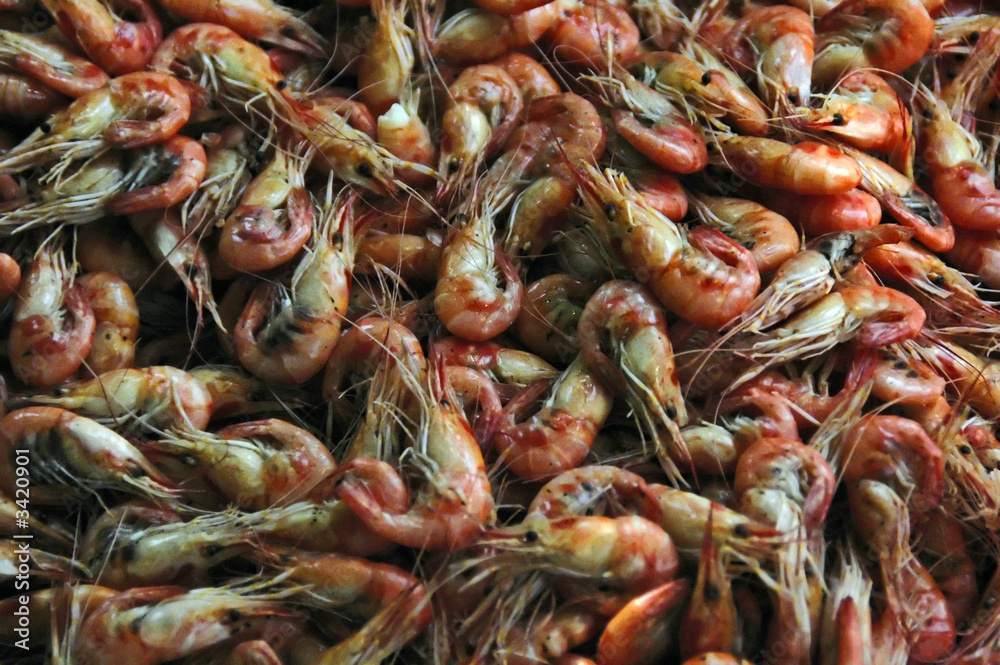 schrimps