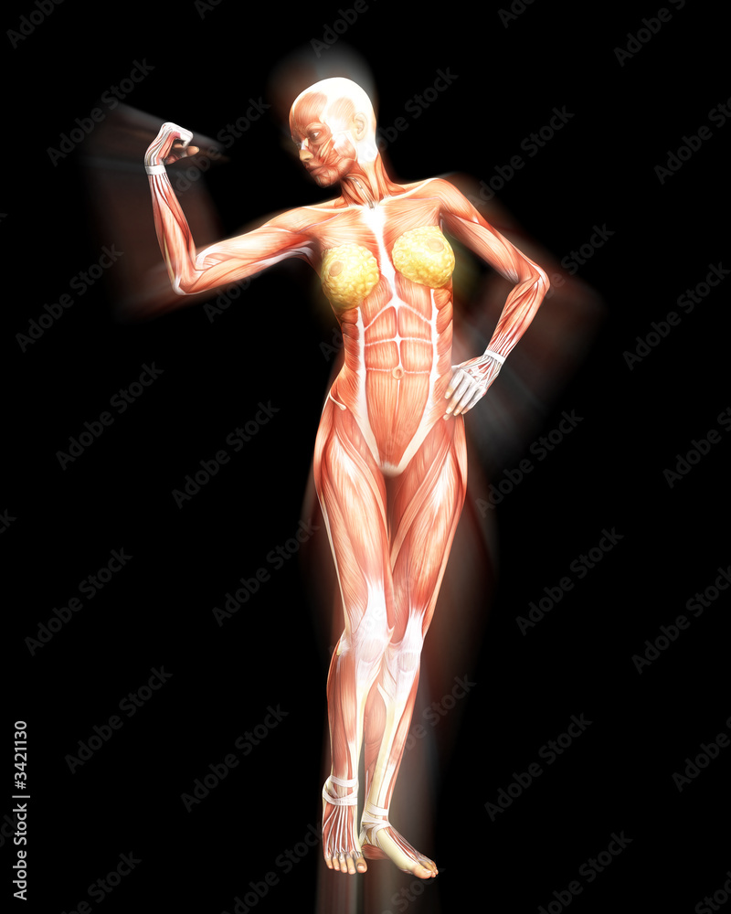muscle body muscle body