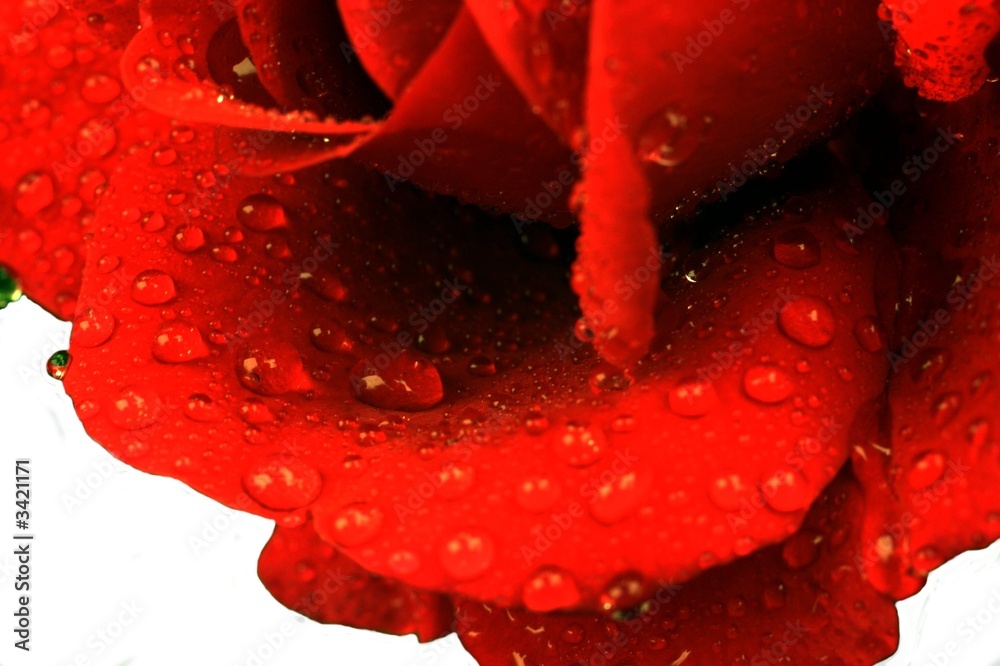 rose rose