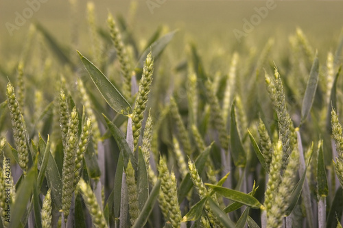 green gold wheat
