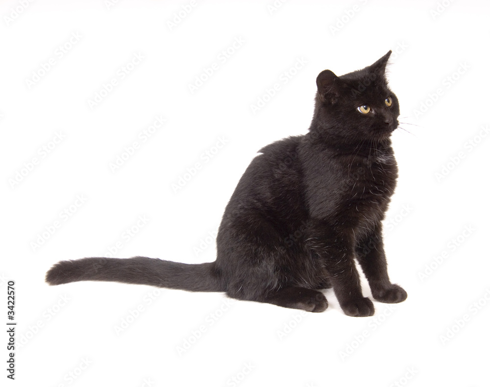 black cat sitting down looking to the right black cat sitting down looking to the right