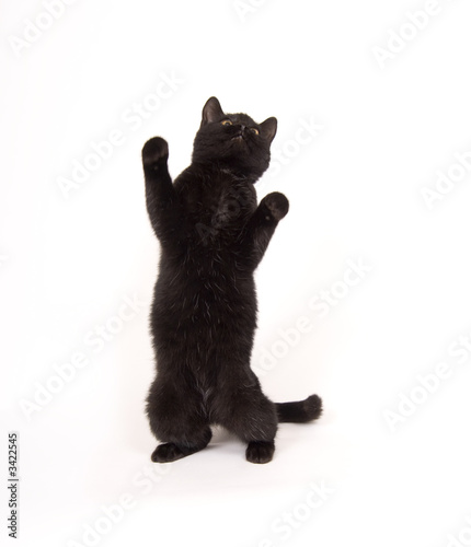 Принти на полотні black cat on hind legs
