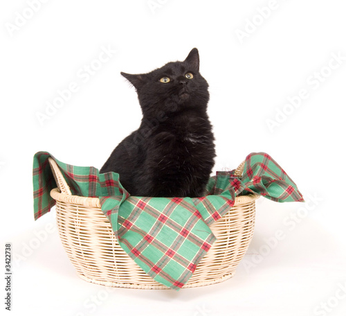 black cat in a holiday basket
