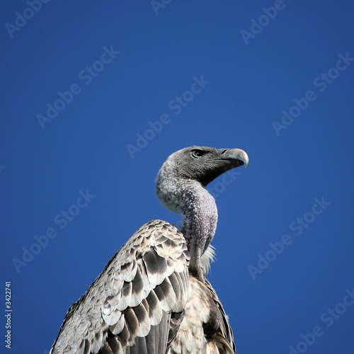 griffon vulture in serengeti tanzania