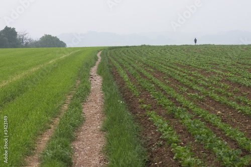 running through the fields