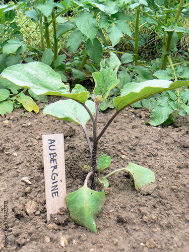 aubergine