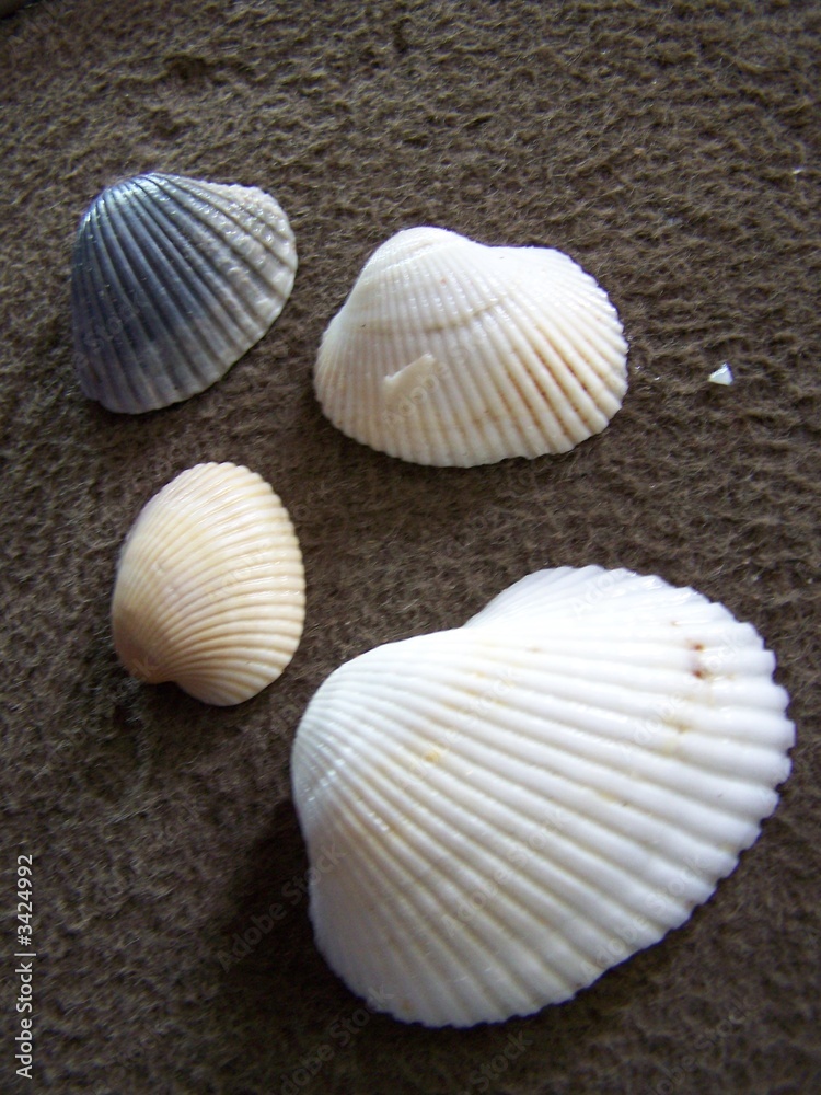 four seashells