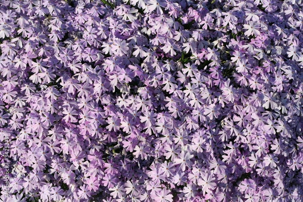 Purple texture Purple texture