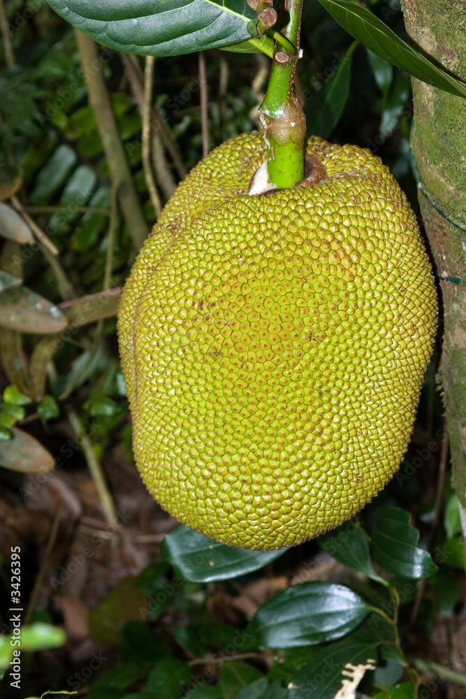 tropical fruit tropical fruit