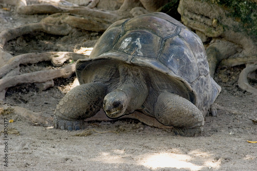 old turtle. a symbol seychelles