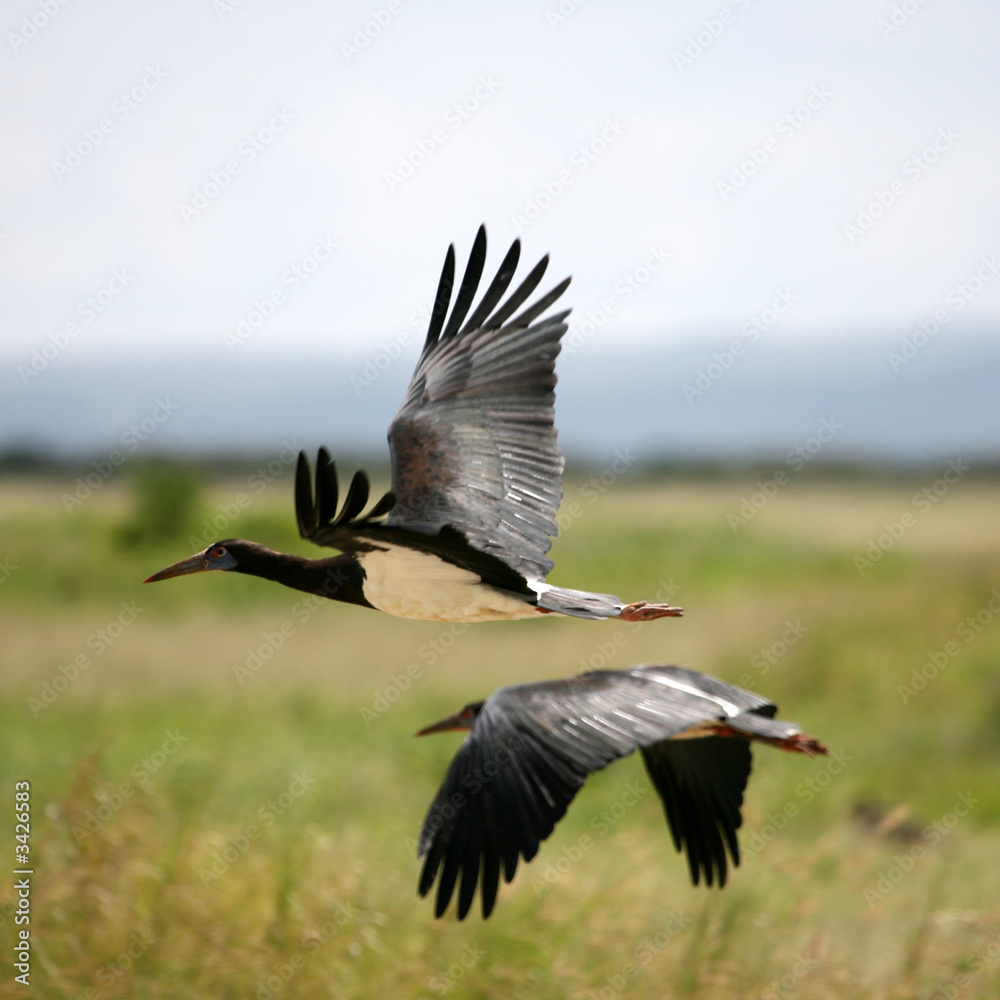 Fototapeta premium black stork in amboseli kenya