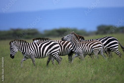 zebra herd masai mara kenya