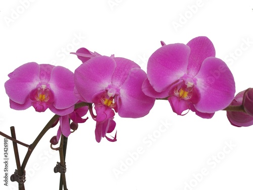 Fototapeta Naklejka Na Ścianę i Meble -  orchidées mauves
