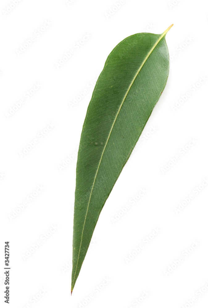 Obraz premium gum leaf