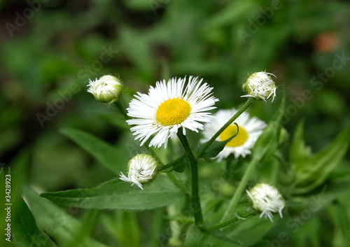 asteraceae - chrysanthemum rotundifolium