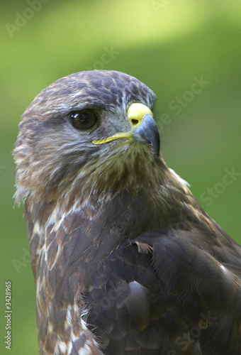 Alert Buzzard © Oneworld-images