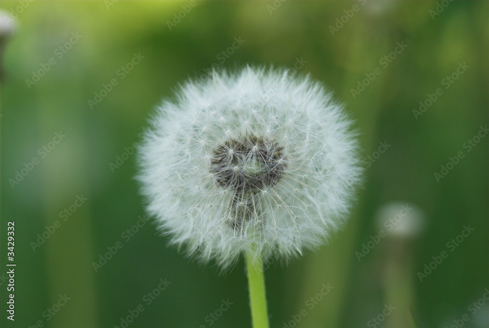 dandelion