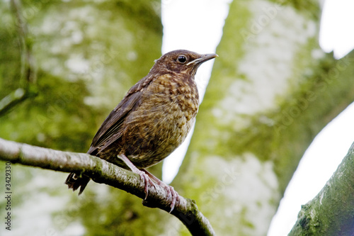 young blackbird
