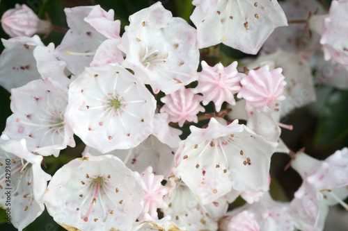 kalmia latifolia flowers