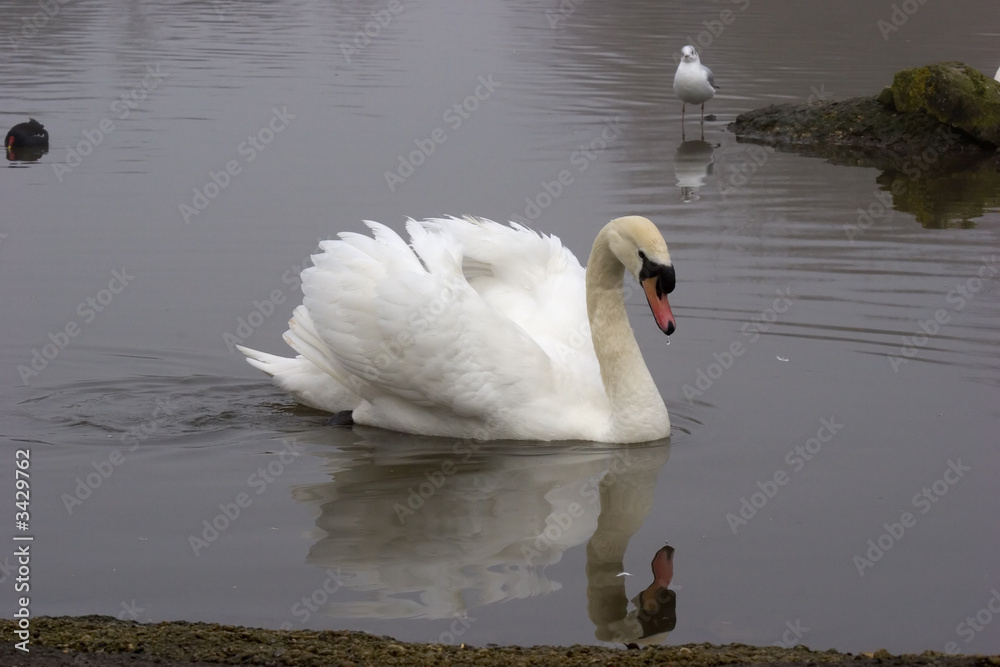 Naklejka premium Mute Swan
